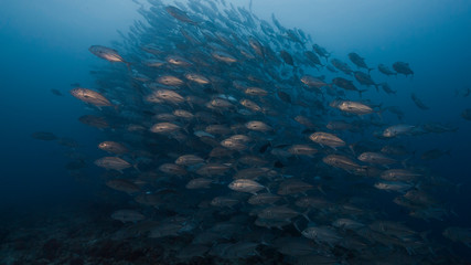 large school of fish swim over deep coral reef
