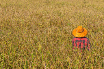 Wall Mural - Farmer Standing in the rice field for harvesting.