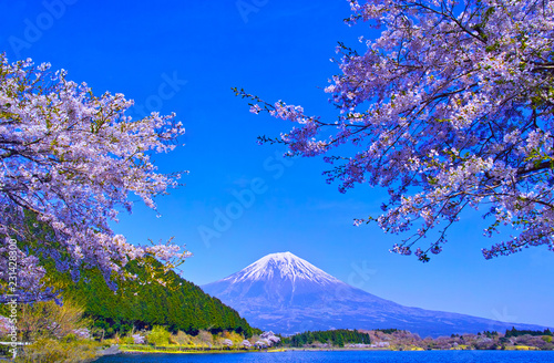 田貫湖から見る満開の桜と富士山 Stock Photo Adobe Stock 田貫湖から見る満開の桜と富士山 Stock Photo Adobe Stock