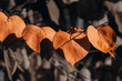 Katsura tree branch with colorful leaves