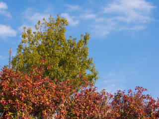 Wall Mural - blue sky and green trees and hedges were autumn leaves