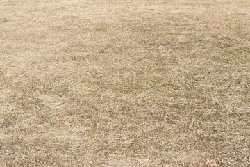 Wall Mural - field where grass is dead in winter