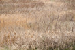 field where grass is dead in winter