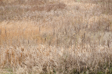 Wall Mural - field where grass is dead in winter