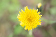 close-up of yellow flower