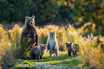 large adult female alaskan brown bear with three cute cubs standing on a grassy spit of land in the 