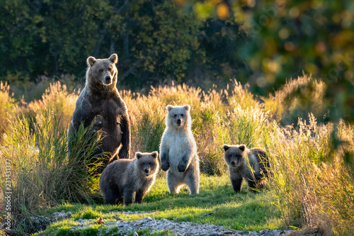 Large adult female Alaskan brown bear with three cute cubs standing on a grassy Tableau sur Toile