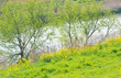 scenery of the river banks in spring