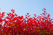 blue sky and red leaf hedge