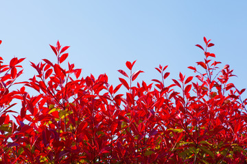 blue sky and red leaf hedge