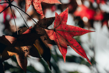 Wall Mural - Colorful maple tree leaves in autumn