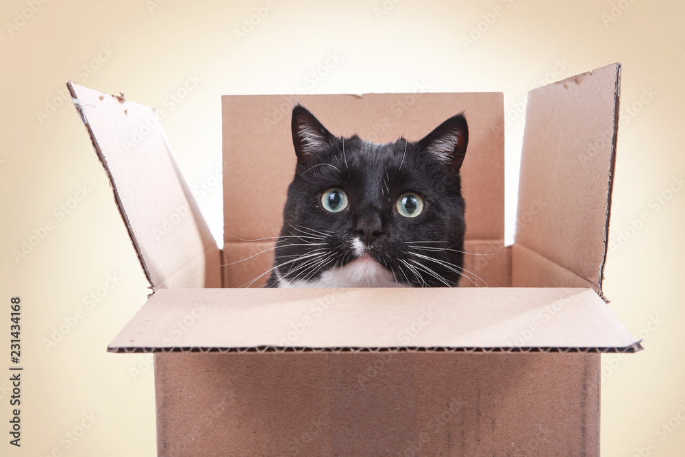 Black and white tuxedo cat looking out from inside a box, teeth marks ...