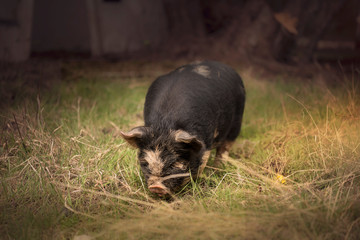 baby pig in the grass