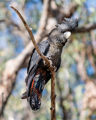 Female Forest Red Tailed Black Cockatoo Buy This Stock Photo And