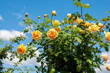 Bush Yellow Garden Roses (Golden Celebration) Against  Blue Sky