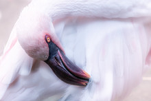 Lesser Pink Flamingo Cleaning Its Feathers With A Beak.