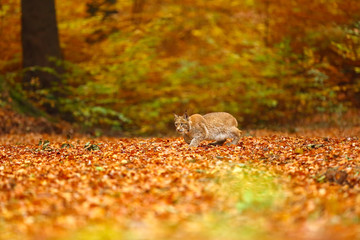 Poster - The Eurasian lynx (Lynx lynx), also known as the European lynx or Siberian lynx in autumn colors.