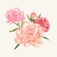 Hand Drawn Carnation Flower Isolated