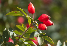 Red Rosehip Berries In A Vegetable Garden