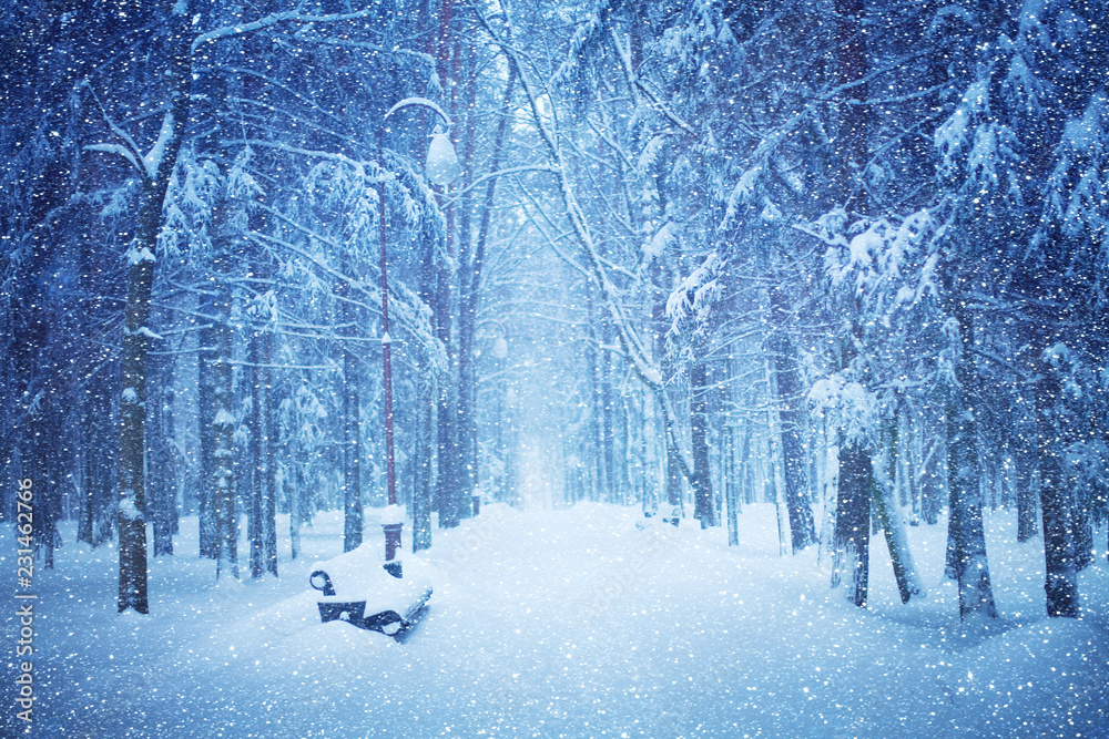 Beautiful view of Snow-covered Winter park during snowfall. - obrazy, fototapety, plakaty 