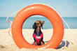 A dog Dachshund breed, black and tan, in a red blue suit of a lifeguard and red sunglasses, sits on orange lifebuoy,  a sandy beach against the sea