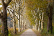 Gravel path lined with trees in autumn
