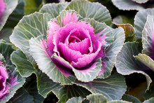 Pink Decorative Cabbage Close-up, Natural Background