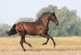 Fototapeta Konie - bay horse runs gallop