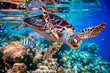 canvas print picture - Sea turtle swims under water on the background of coral reefs