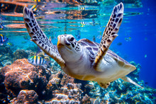Sea Turtle Swims Under Water On The Background Of Coral Reefs