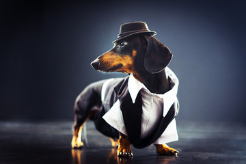 Portrait of a dachshund dog, black and tan, dressed in an elegant suit and white shirt, hat, dancing  with strong backlight on the stage of a theater.