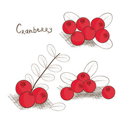 Canvas Print - Cranberry. Tone images. On a white background. Sketch. Set