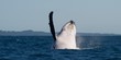 Humpback whale waving
