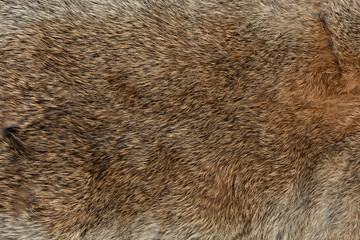Wall Mural - macro close up of rabbit fur