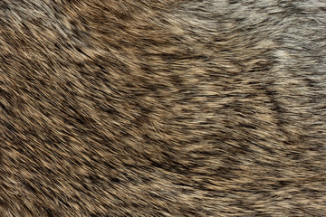 Wall Mural - macro close up of rabbit fur