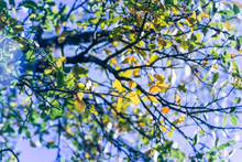 Vintage Tone Beautiful Close-up With Bokeh Vibrant Yellow Fall Color. Stunning Tree Branches With Changing Leaves In Autumn, Seasonal Background. Selective Focus On The Leaf