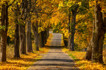 Wall Mural - Autumn landscape road with colorful trees . Bright and vivid autumn foliage with country road