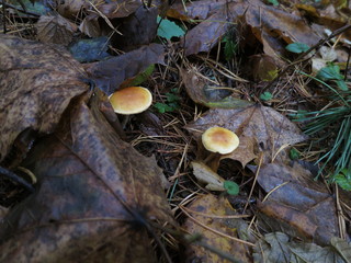 Mushrooms growing on a stump