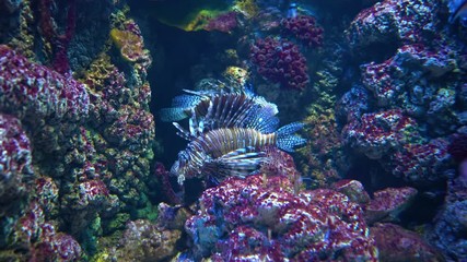 Wall Mural - Clearfin lionfish (Pterois radiata), also called the tailbar lionfish