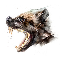 Drawing Animal Muzzle Wolverine Side View On A White Background