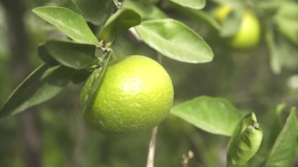 Wall Mural - close - up of tangerine on a tree