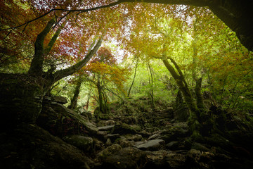 bosque de eume