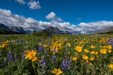 Yellow Daisies In Wildflower Field In Montana