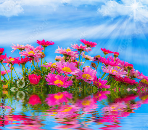 flores bajo el cielo y reflejadas en el agua