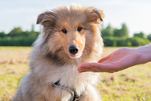 Cute Rough Collie Puppy Getting A Treat. Sitting Down And Looking Directly At The Camera.