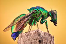 Extreme Magnification - Cuckoo Wasp