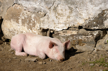 Pig sleeping in sunshine