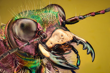 Extreme magnification - Tiger beetle