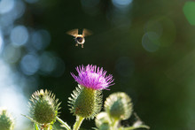 Bee On Purple Thistle Flower