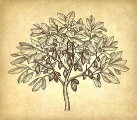 Wall Mural - Ink sketch of cacao tree.